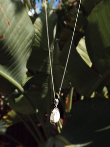 HOLBOX SHELL NECKLACE
